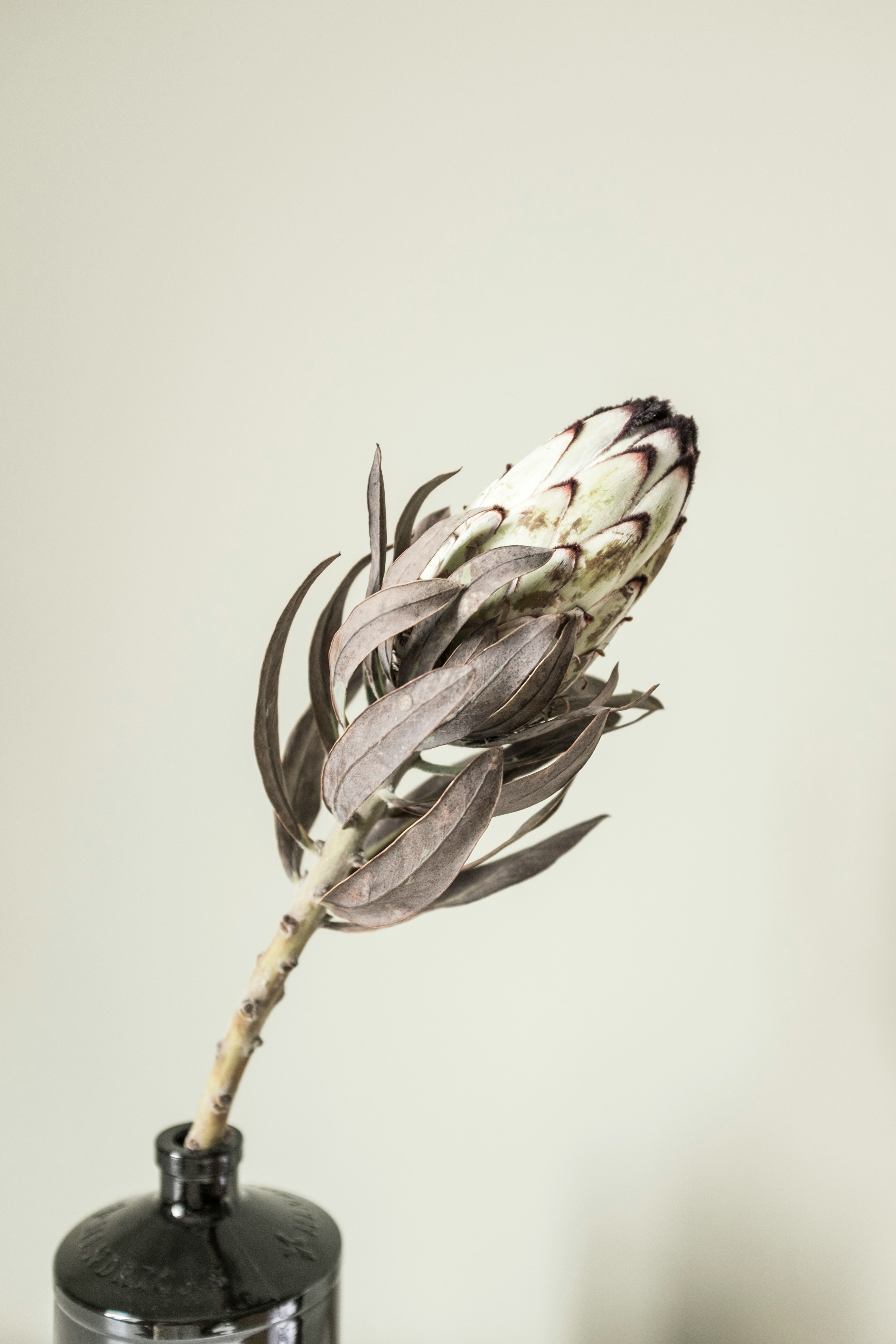 purple and white flower in white background